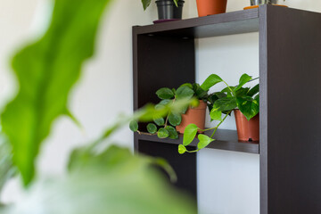 Different types of indoor plants on wooden shelf. Concept of indoor garden and cosy ambient. 