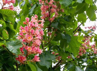 Panorama of Pink Azaleas in Bloom