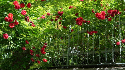Red Roses on the Apartment Residence Wall at Sunny Day