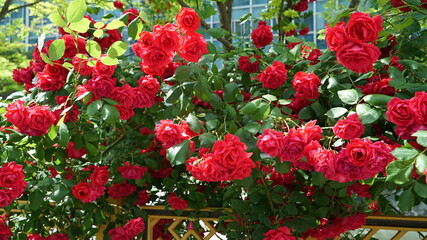 Red Roses on the Apartment Residence Wall Fence in Spring