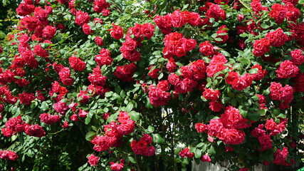 Fototapeta na wymiar Red Roses on the Garden at Spring
