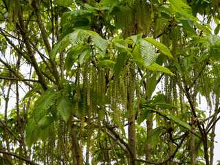 Weeping willow background, willow in spring