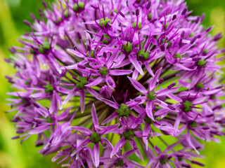 Allium giganteum or giant onion. Onions bloom in early summer.