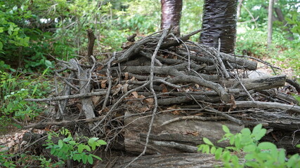 Tree debris on the Mountain Forest Ground at Sunny day