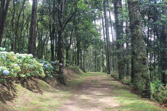 Entrada da floresta durante o dia 