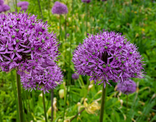 Allium giganteum or giant onion. Onions bloom in early summer.