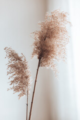 Dry pampas grass reeds on white background. Abstract natural background. New Trendy Home Decor