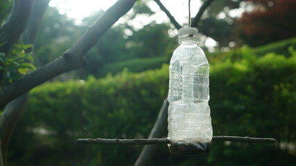Insect Bottles Trap on the Spring Park Trees