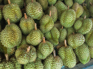 Fototapeta premium Durian tropical fruit