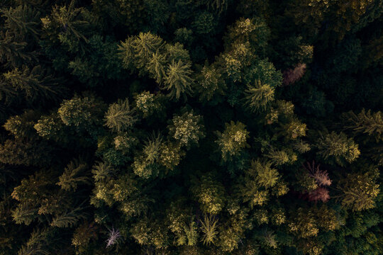 Pine tree tops with fog seen from a drone. © belyaaa