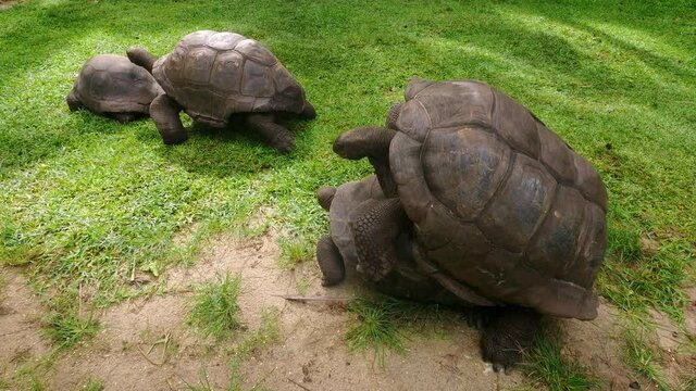 Giant Seychelles turtles foursome copulate outdoors.