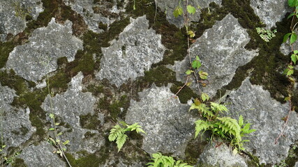 Obraz premium Roughness Mossy Stone Wall on the Park