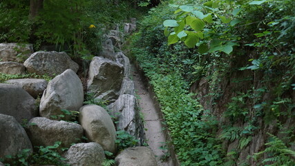 Ditch in a Shady Forest Road at Spring