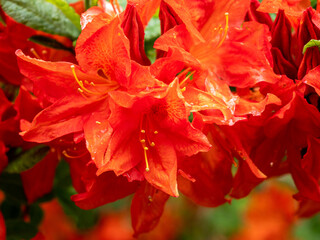 orange rhododendron flower, close up