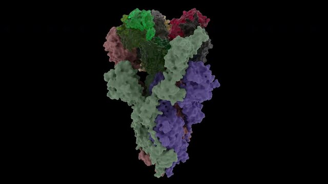 Human Antigen EY6A FAB blocks Corona Virus down the domain.