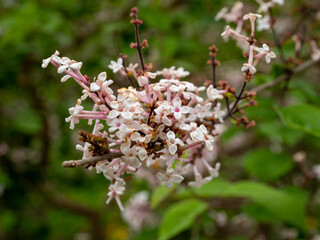 tree of blossoming Manchu sakura.