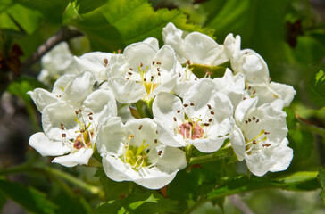 Medicinal plant hawthorn.
They give a lot of nectar. The flowers and fruits of hawthorn are used in medicine. Photographed in the evening.