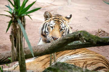 Um imponente tigre siberiano exibe suas belas cores rajadas, com seu olhar intenso e majestoso.