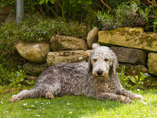 Bedlington terrier dog lies in shade