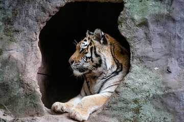 Um imponente tigre siberiano exibe suas belas cores rajadas, com seu olhar intenso e majestoso.