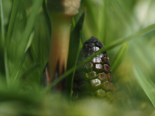 Flowers of Equisetum or horsetail, closeup
