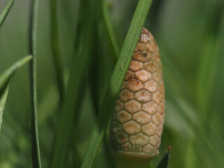 Flowers of Equisetum or horsetail, closeup