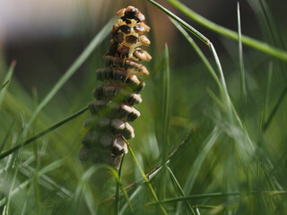 Flowers of Equisetum or horsetail, closeup