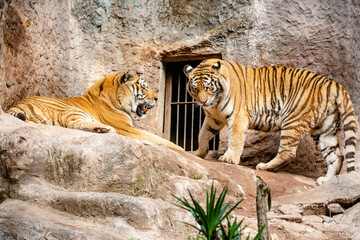 Fototapeta na wymiar Vista de um lindo Tigre siberiano com cores rajada. 