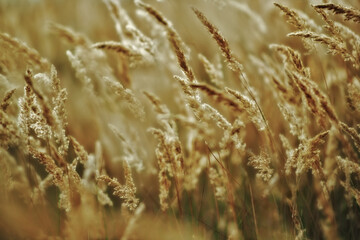 Silhouette of wild grass in meadow during sunrise