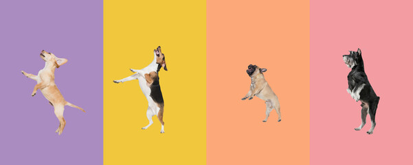 Art collage made of funny flying dogs different breeds jumping high on multicolored studio background.