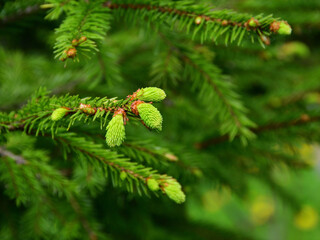 Close-up of a green spruce twig with young tender lettuce-colored shoots on a blurred background.