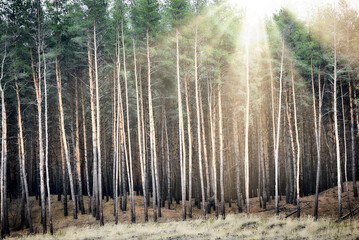 Daylight sun shining in pine forest