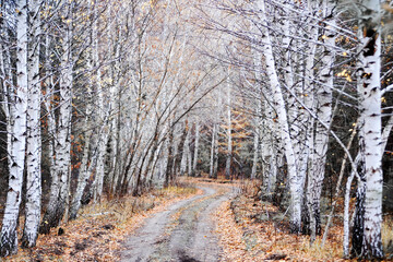 Fototapeta na wymiar Dirt road in birch tree grove