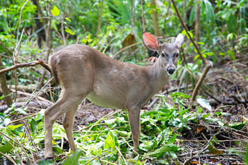 Mexican deer in natural habitat