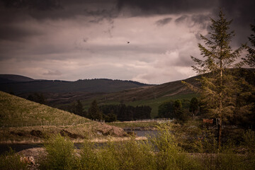 Woodland Mountain Landscape