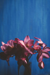 Verticale close-up van roze bloemen op een blauwe textielachtergrond