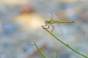 Yellow and green dragonfly body view on green branch plant