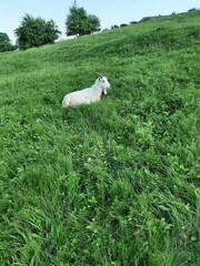 Obraz premium The goat grazes on a green meadow in the evening.