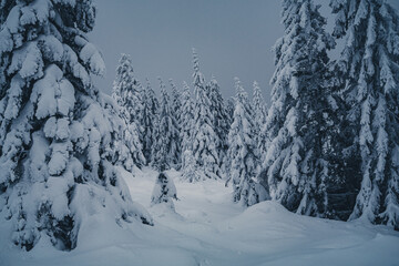 Obraz premium Nationalpark Harz im Winter