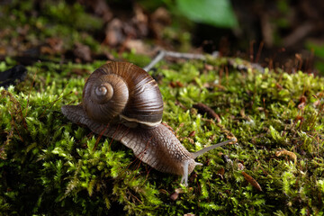 Snail in its natural habitat. The largest snail in Europe against the backdrop of a wild forest.