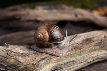 Snail in its natural habitat. The largest snail in Europe against the backdrop of a wild forest.