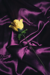 Vertical shot of a delicate yellow rose with a long stem on a purple silk backgro