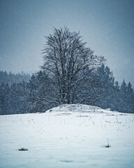 Schneefall auf einer Wiese mit einzelnem Baum