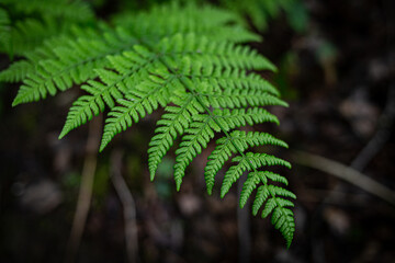 fern leaf in the forest