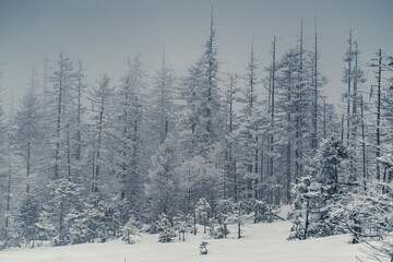 Nationalpark Harz im Winter