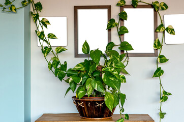 Boa plant mockup. Devil's ivy or Epipremnum aureum is a beautiful houseplant.