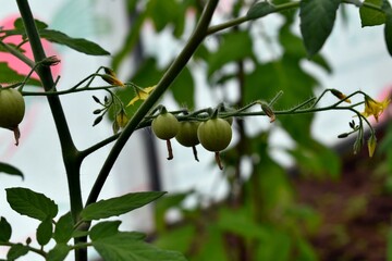 Tomato on a branch