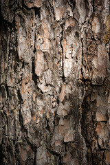 Rough pine tree bark background texture