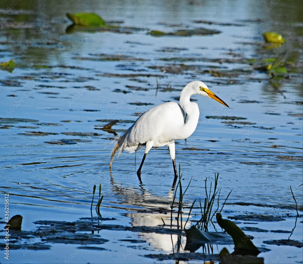 Canvas Prints Egret in water