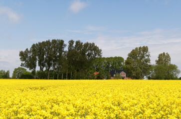 Rapsbl&uuml;te, Schleswig-Holstein